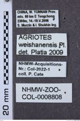 Etikette zu Agriotes weishanensis (NHMW-ZOO-COL-0008808)